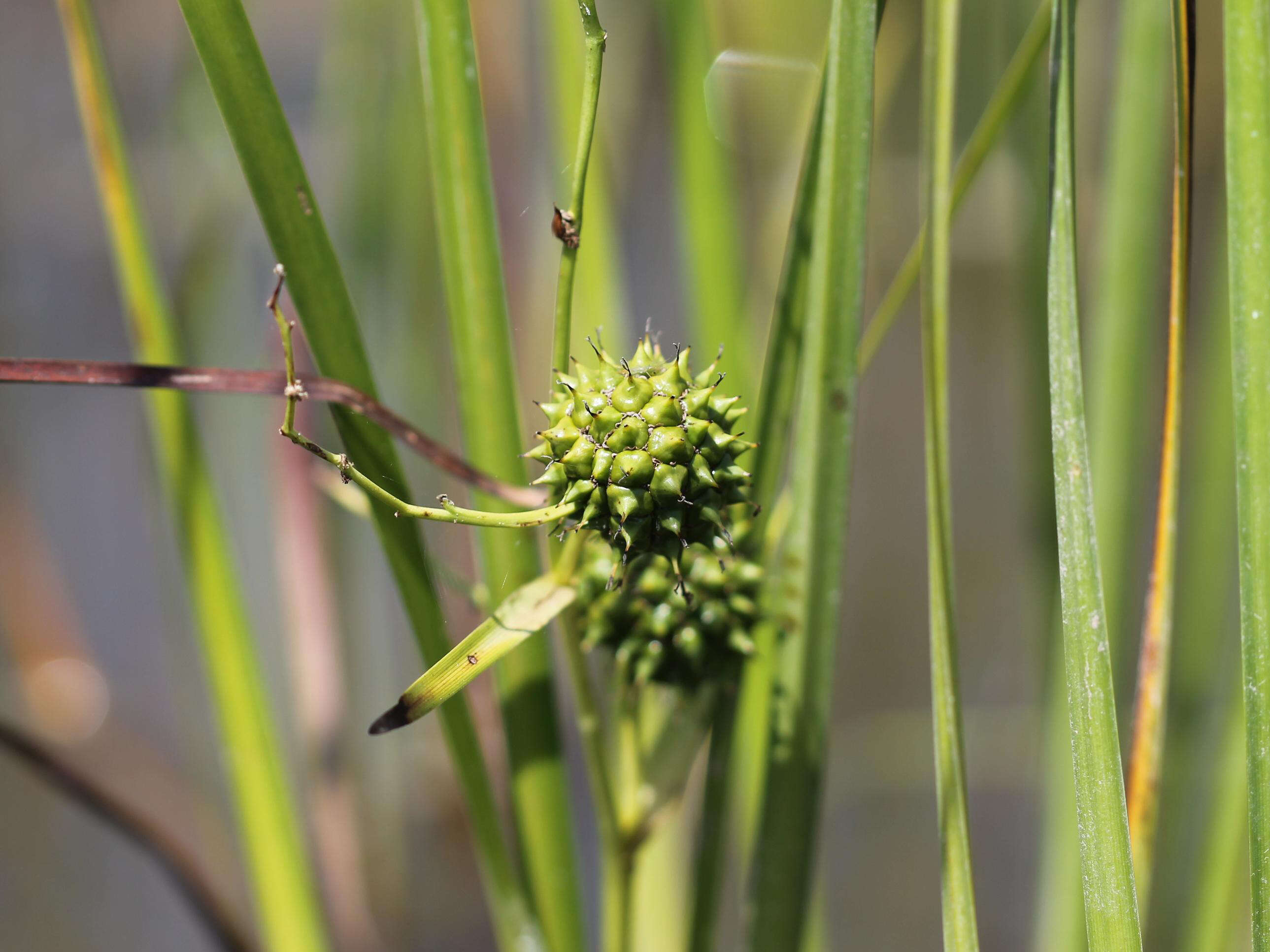 Image of big bur-reed