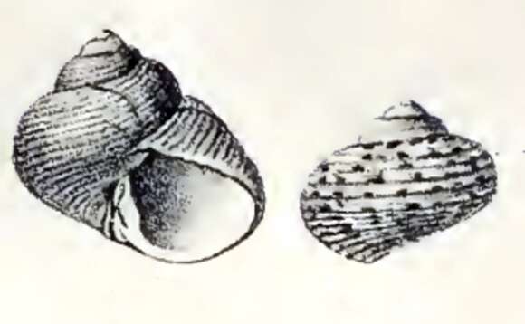 Image of Margarites schantaricus (Middendorff 1849)