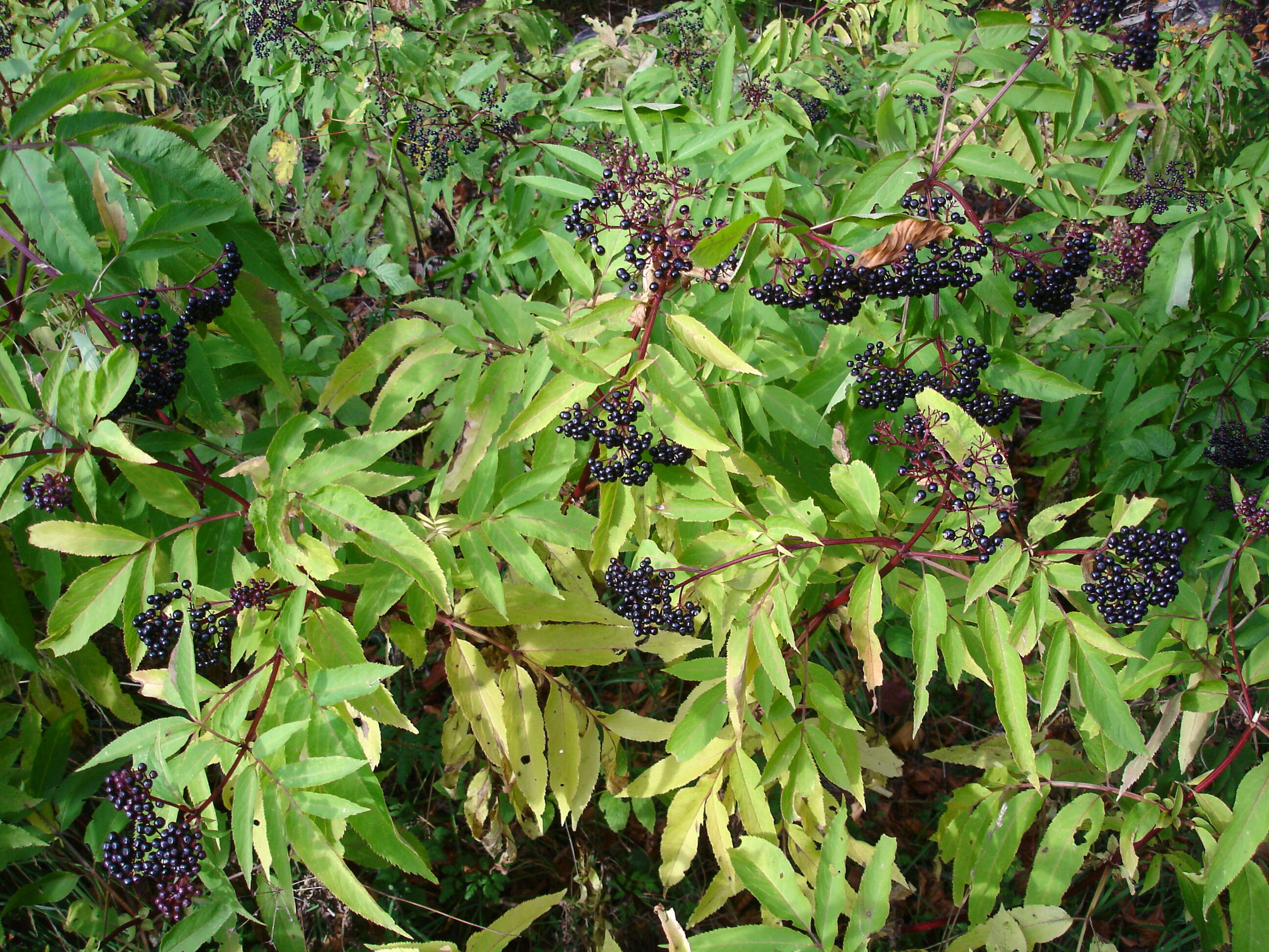 Imagem de Sambucus nigra L.