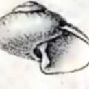 Image of Margarites scintillans (R. B. Watson 1879)
