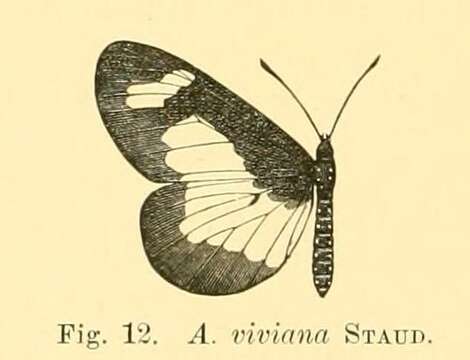 Image de Acraea viviana Staudinger 1896