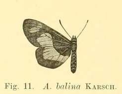 Image of Acraea uvui Grose-Smith 1890