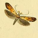 Image de Mesophleps silacella Hübner 1796