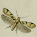 Image of Mesophleps oxycedrella Milliére 1871