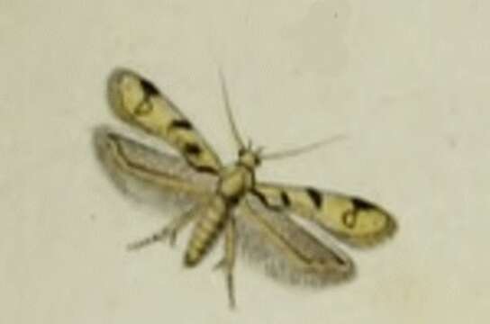 Image of Mesophleps oxycedrella Milliére 1871