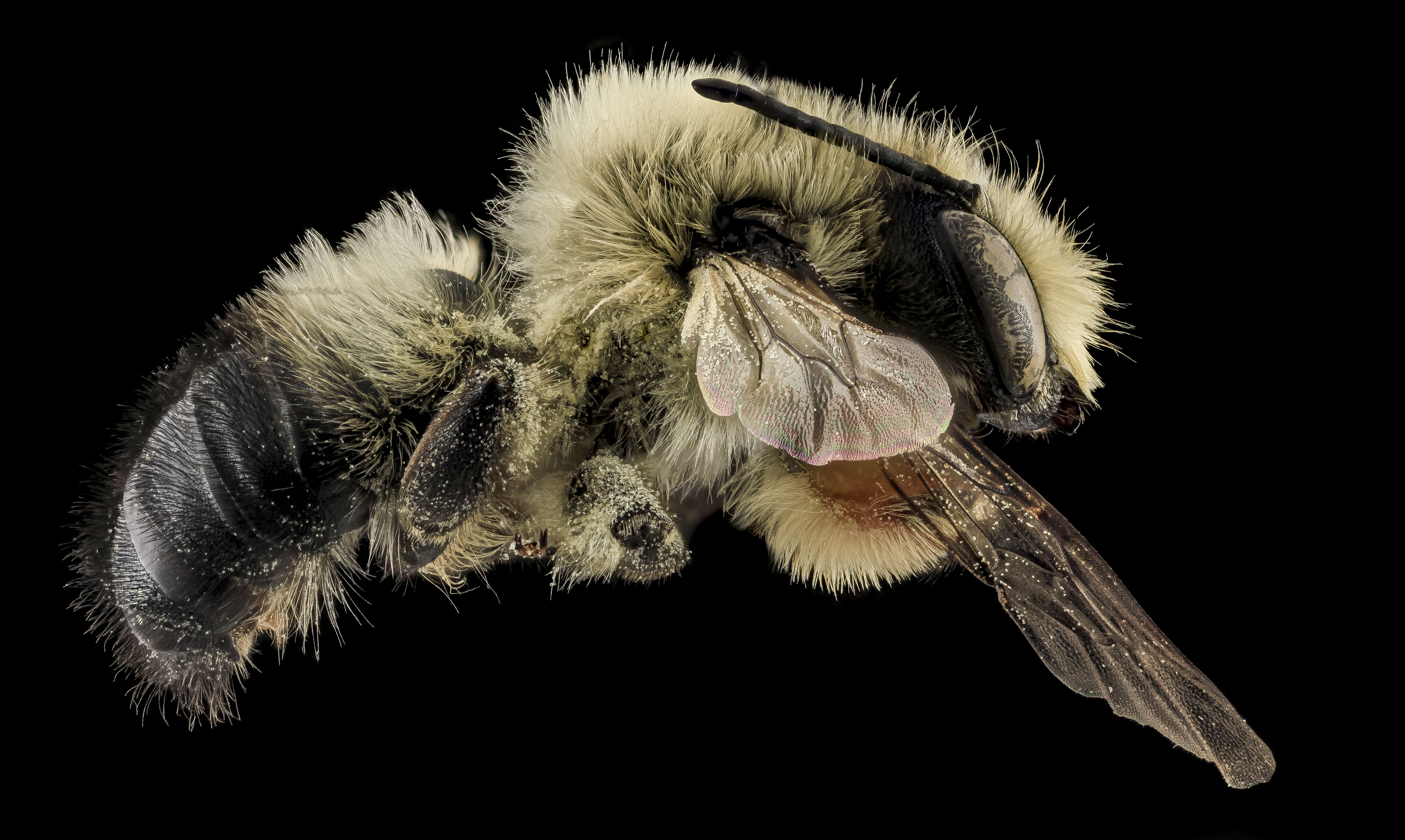 Image of Megachile mucida Cresson 1878