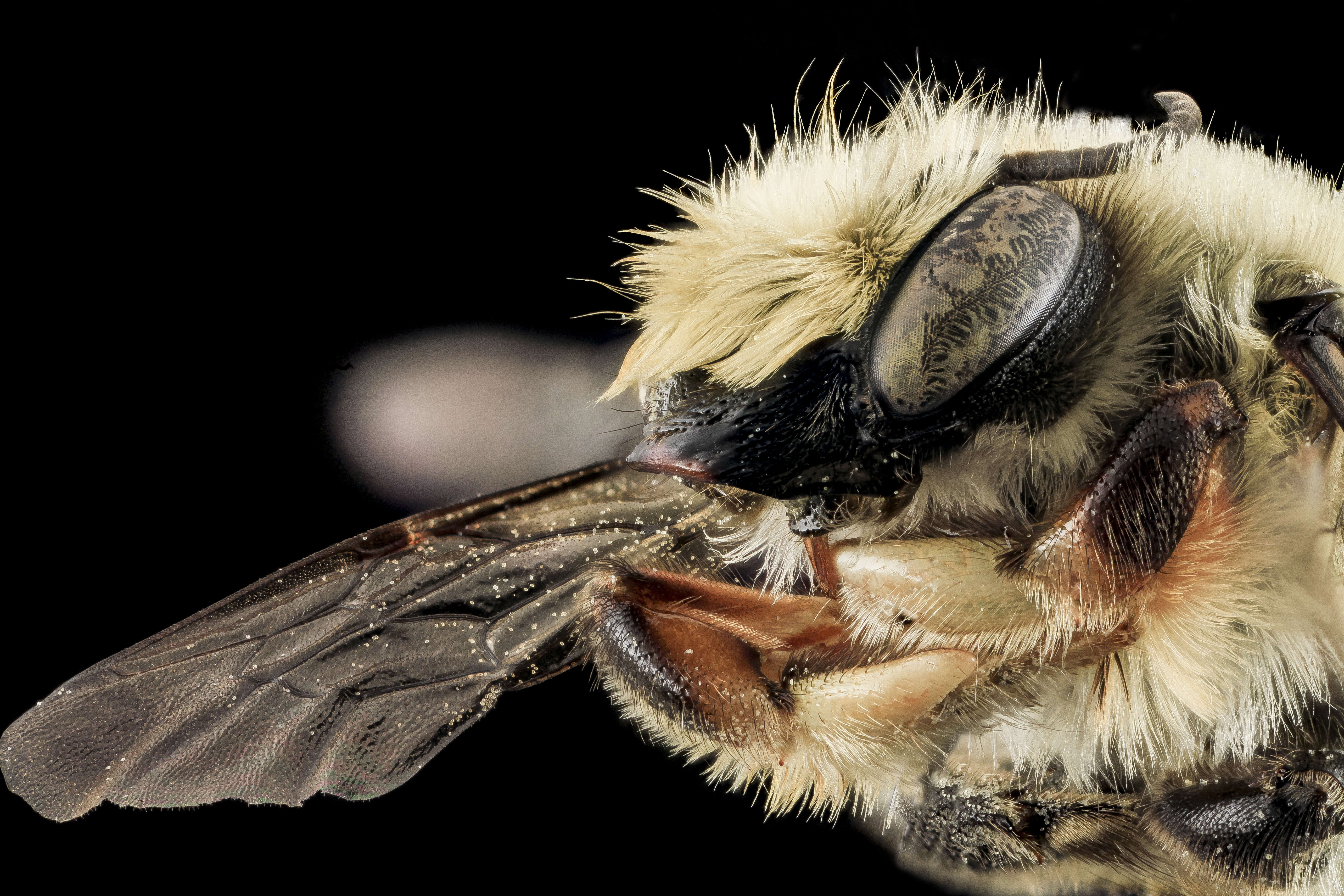 Image of Megachile mucida Cresson 1878