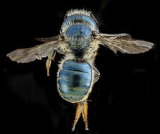 Image of Osmia georgica Cresson 1878