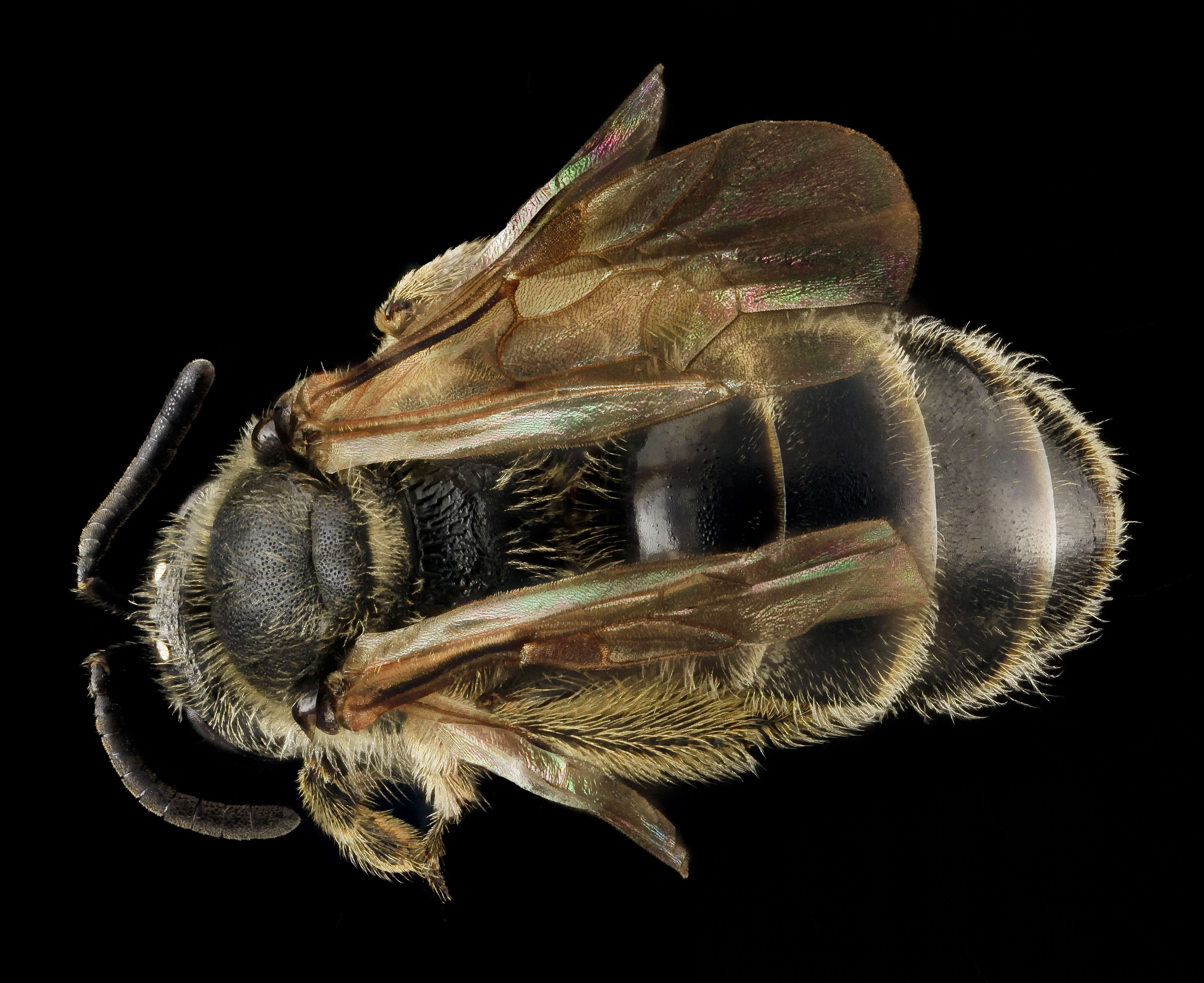 Plancia ëd Lasioglossum quebecense (Crawford 1907)