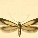 Image of Eulamprotes unicolorella Duponchel 1843