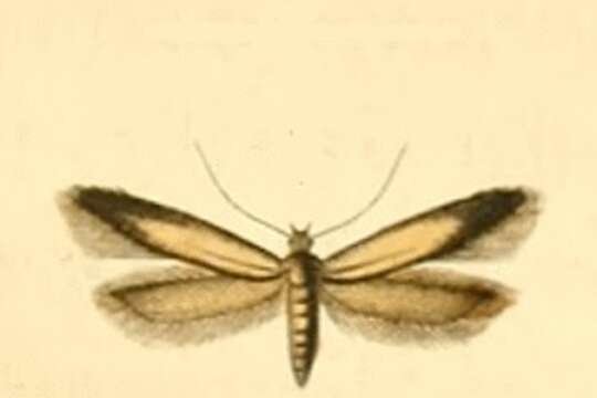 Image of Eulamprotes unicolorella Duponchel 1843