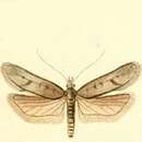 Image of Filatima tephritidella Duponchel 1843