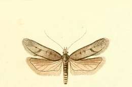 Image of Filatima tephritidella Duponchel 1843