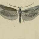 Image of Gnorimoschema herbichii Nowicki 1864