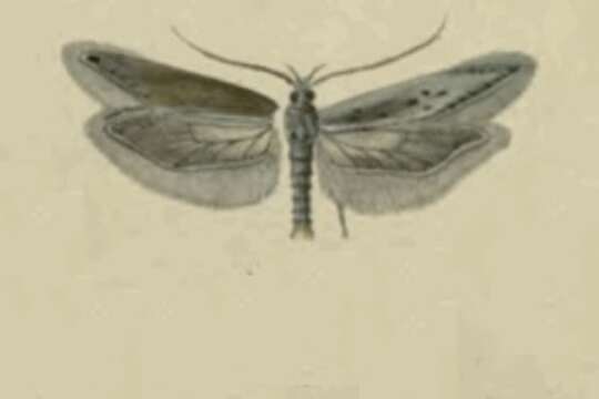 Image of Gnorimoschema herbichii Nowicki 1864