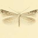 Image of Isophrictis invisella Constant 1885