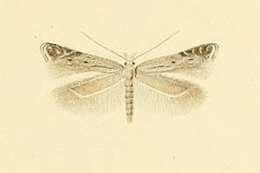 Image of Isophrictis invisella Constant 1885