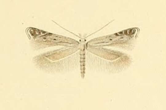 Image of Isophrictis invisella Constant 1885