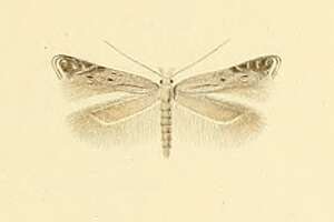 Image of Isophrictis invisella Constant 1885