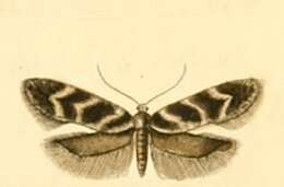 Image de Klimeschiopsis kiningerella Herrich-Schäffer 1855