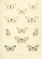 Image of Acraea sambavae Ward 1873