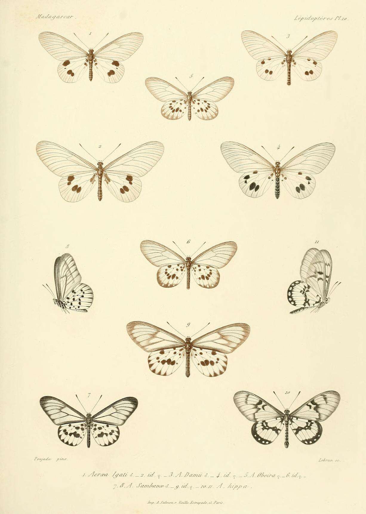 Image of Acraea sambavae Ward 1873