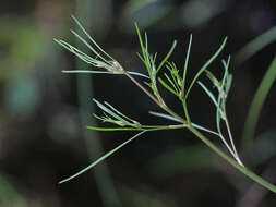 Image of bulblet-bearing water hemlock