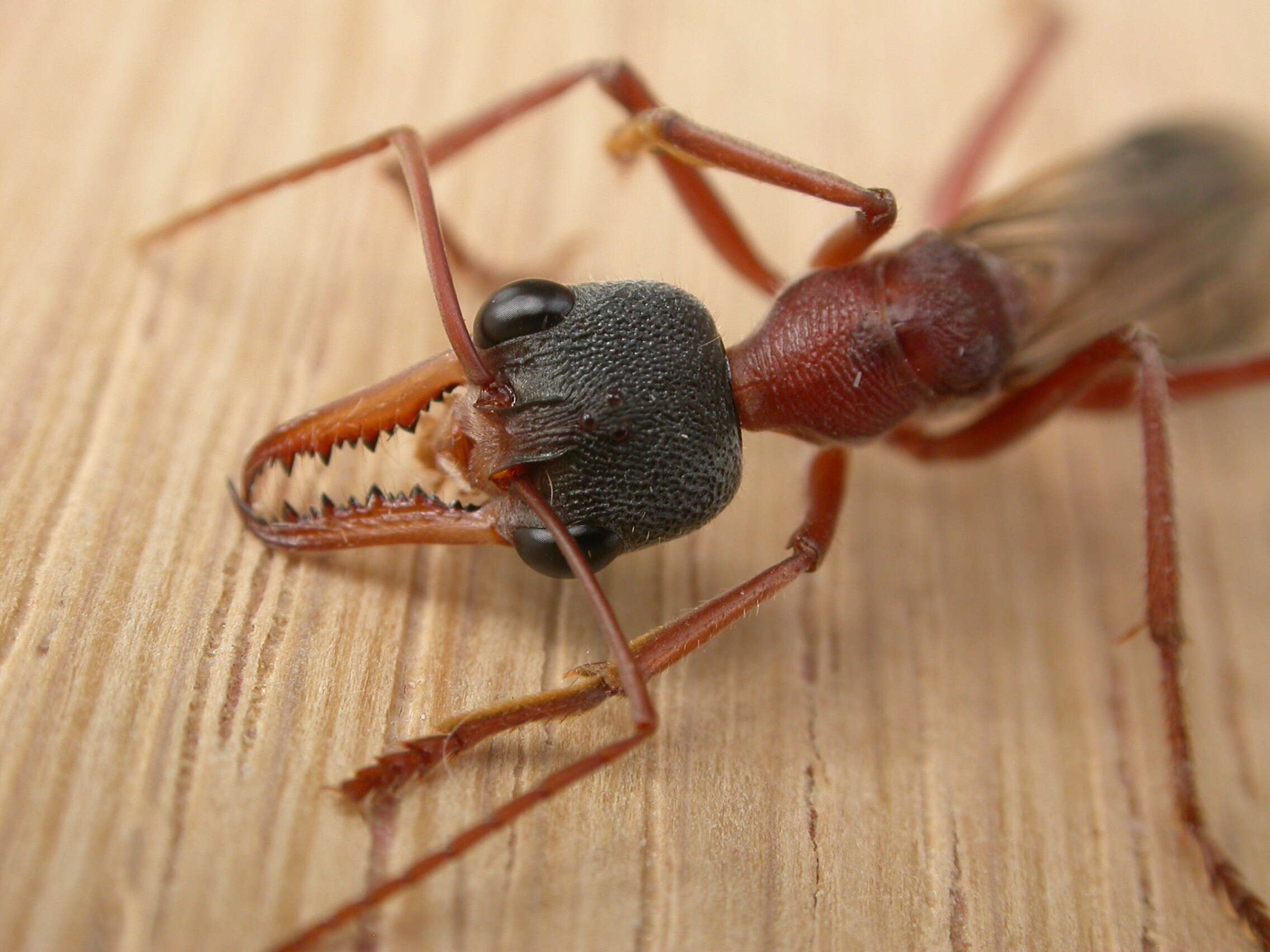 Image of Myrmecia nigriceps Mayr 1862