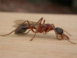 Image of Myrmecia nigriceps Mayr 1862