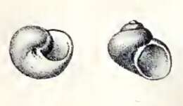 صورة Cirsonella Angas 1877