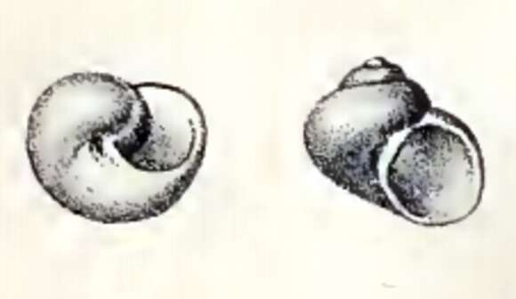 Image of Cirsonella Angas 1877