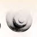 Image of Cirsonella ateles (Dautzenberg & H. Fischer 1896)