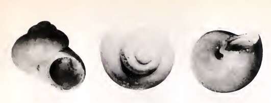 Image of Cirsonella ateles (Dautzenberg & H. Fischer 1896)