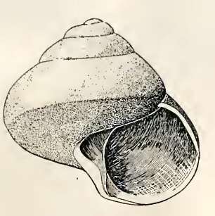 Image of Cirsonella carinata (Hedley 1903)