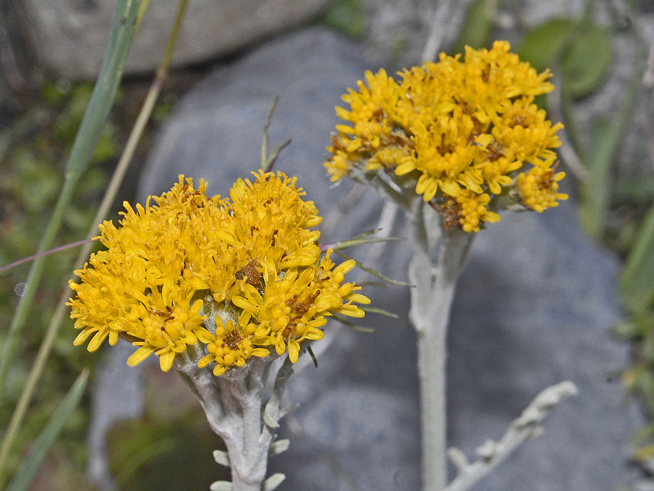 Jacobaea incana (L.) Veldkamp的圖片