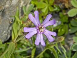 Слика од Silene vallesia L.