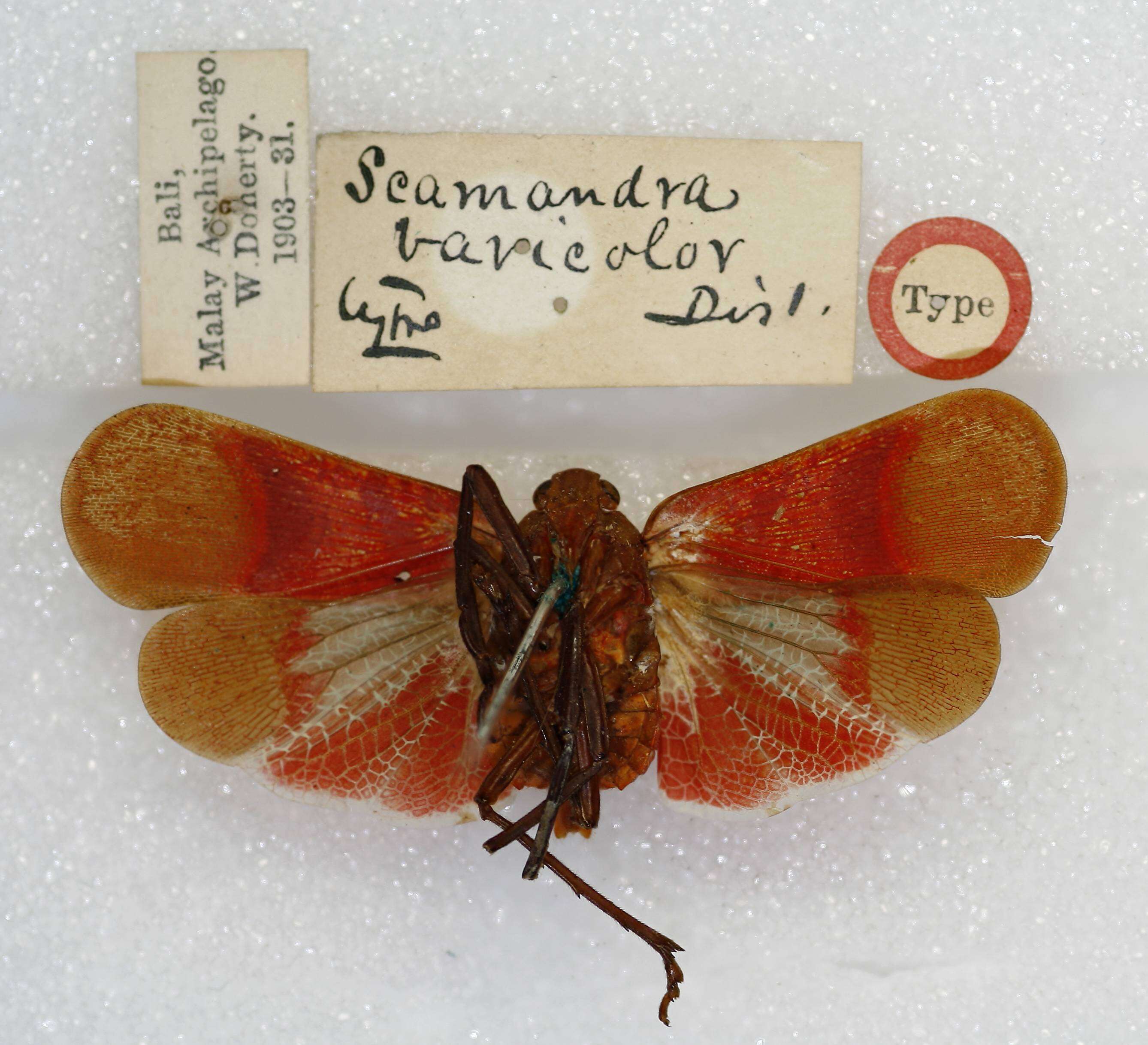 Image of Scamandra