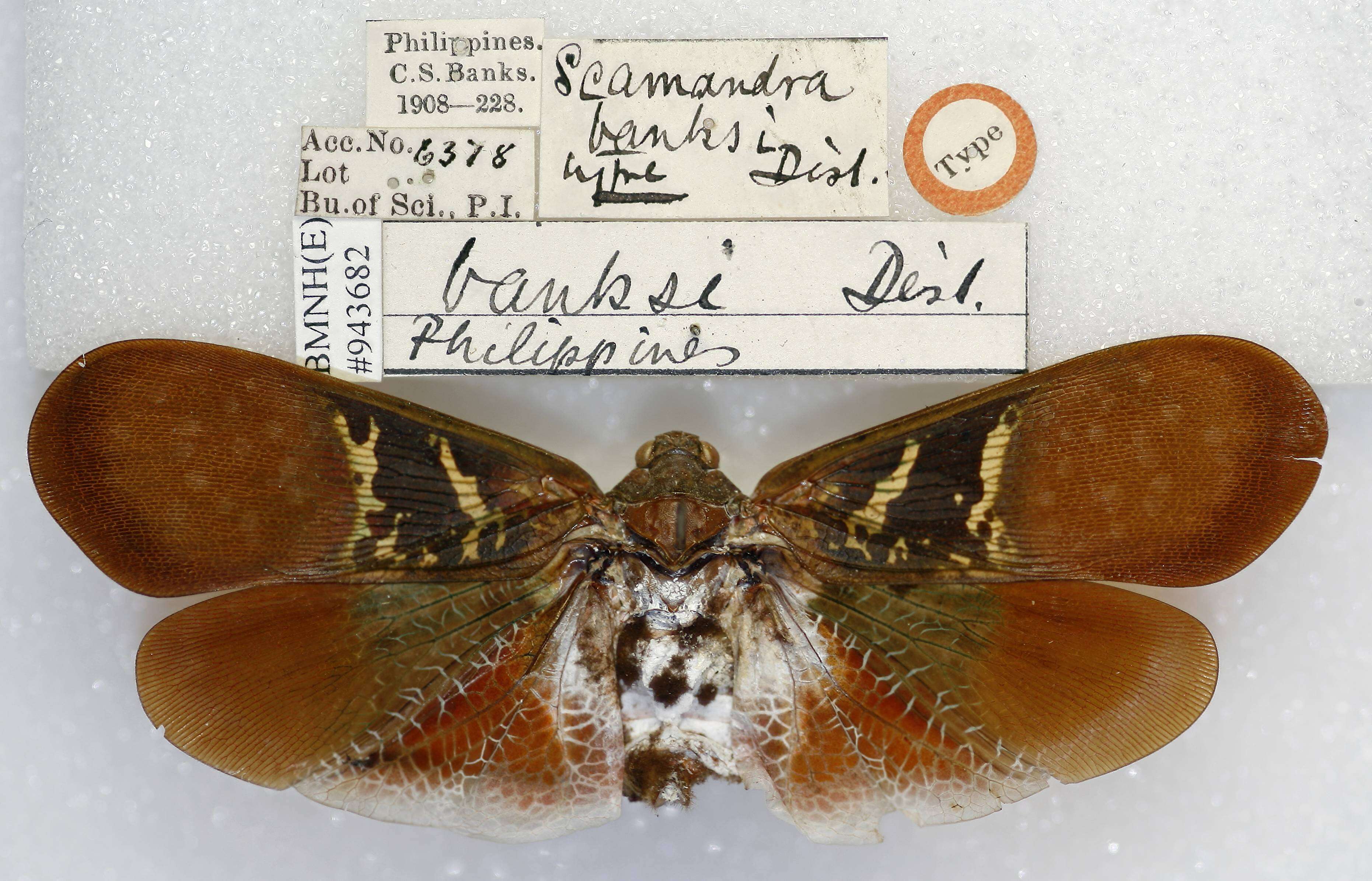 Image of Scamandra