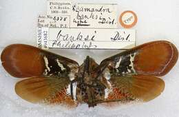 Image of Scamandra