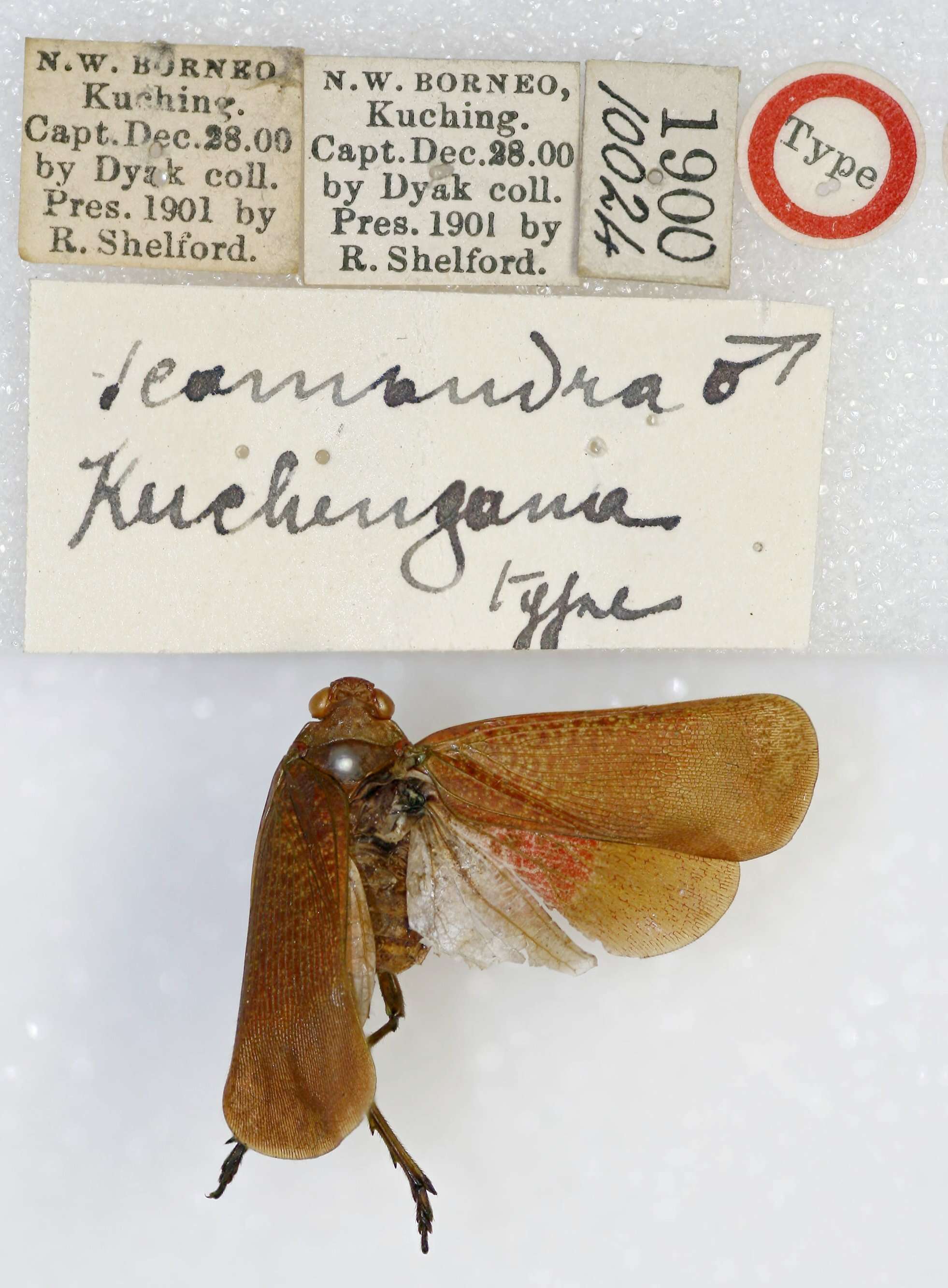 Image of Scamandra