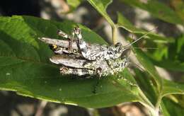 Image of Pine Tree Spur-throat Grasshopper