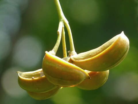 Image de Tabernaemontana alternifolia L.