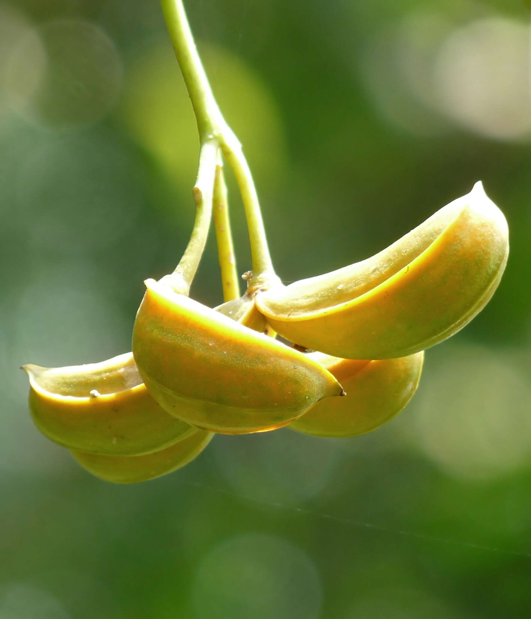 Image de Tabernaemontana alternifolia L.