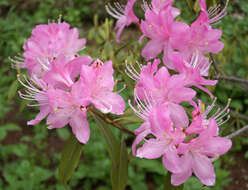 صورة Rhododendron davidsonianum Rehder & Wilson