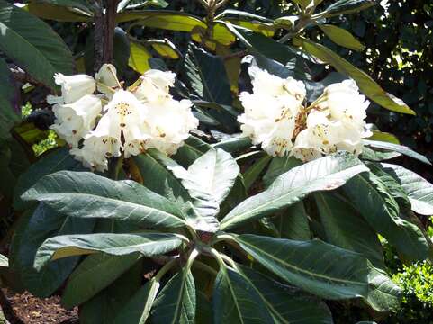 صورة Rhododendron sinogrande I. B. Balf. & W. W. Sm.