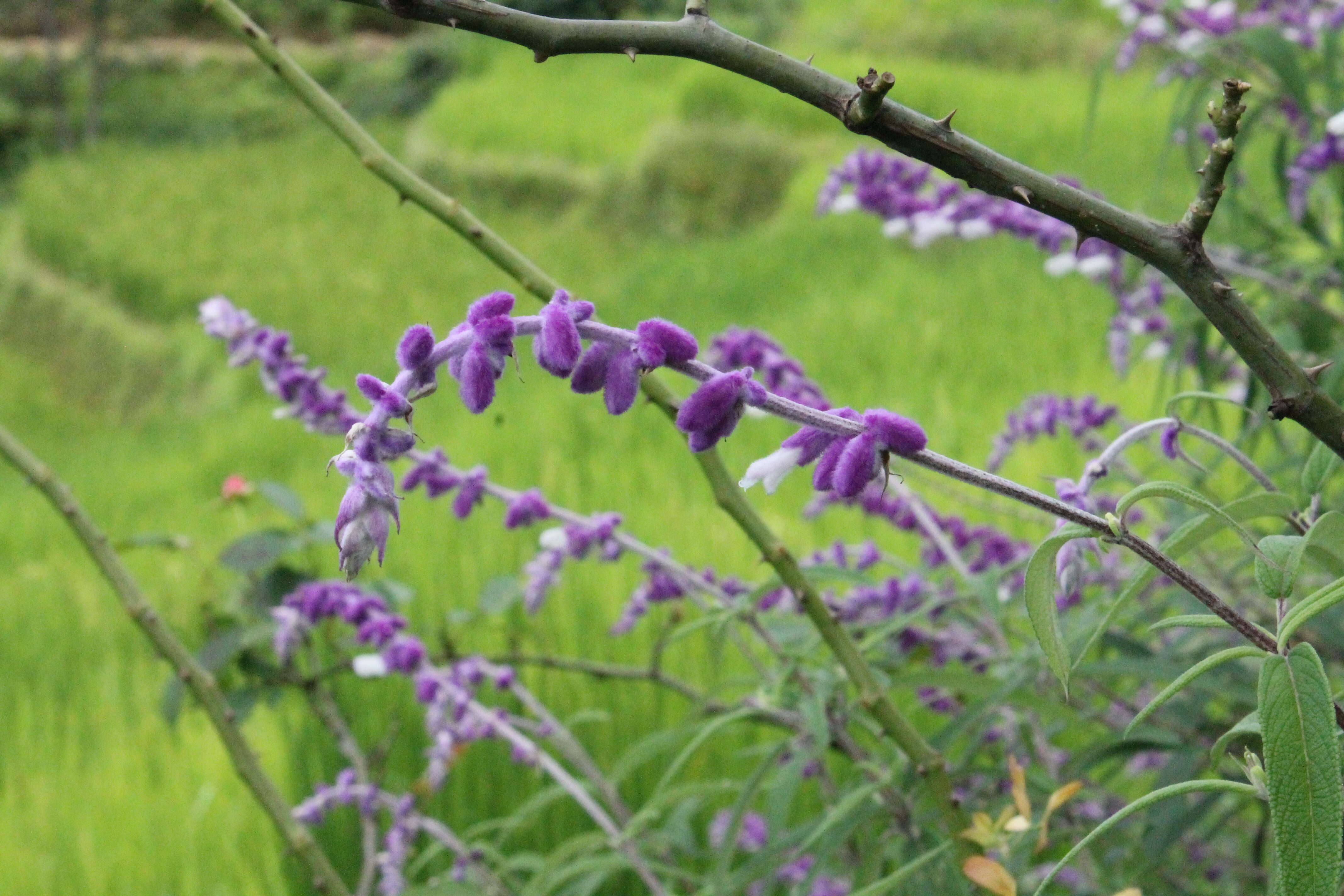 Imagem de Salvia leucantha Cav.