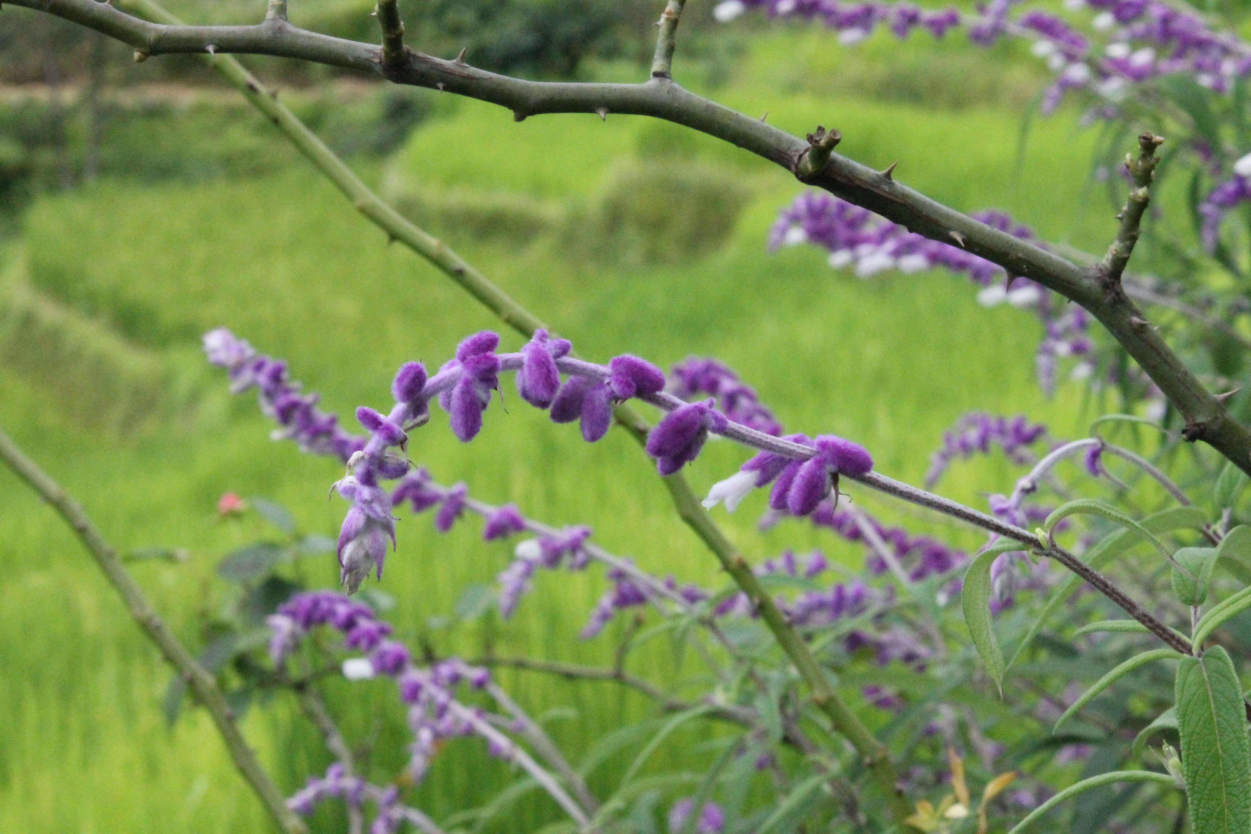 Imagem de Salvia leucantha Cav.