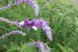 Imagem de Salvia leucantha Cav.