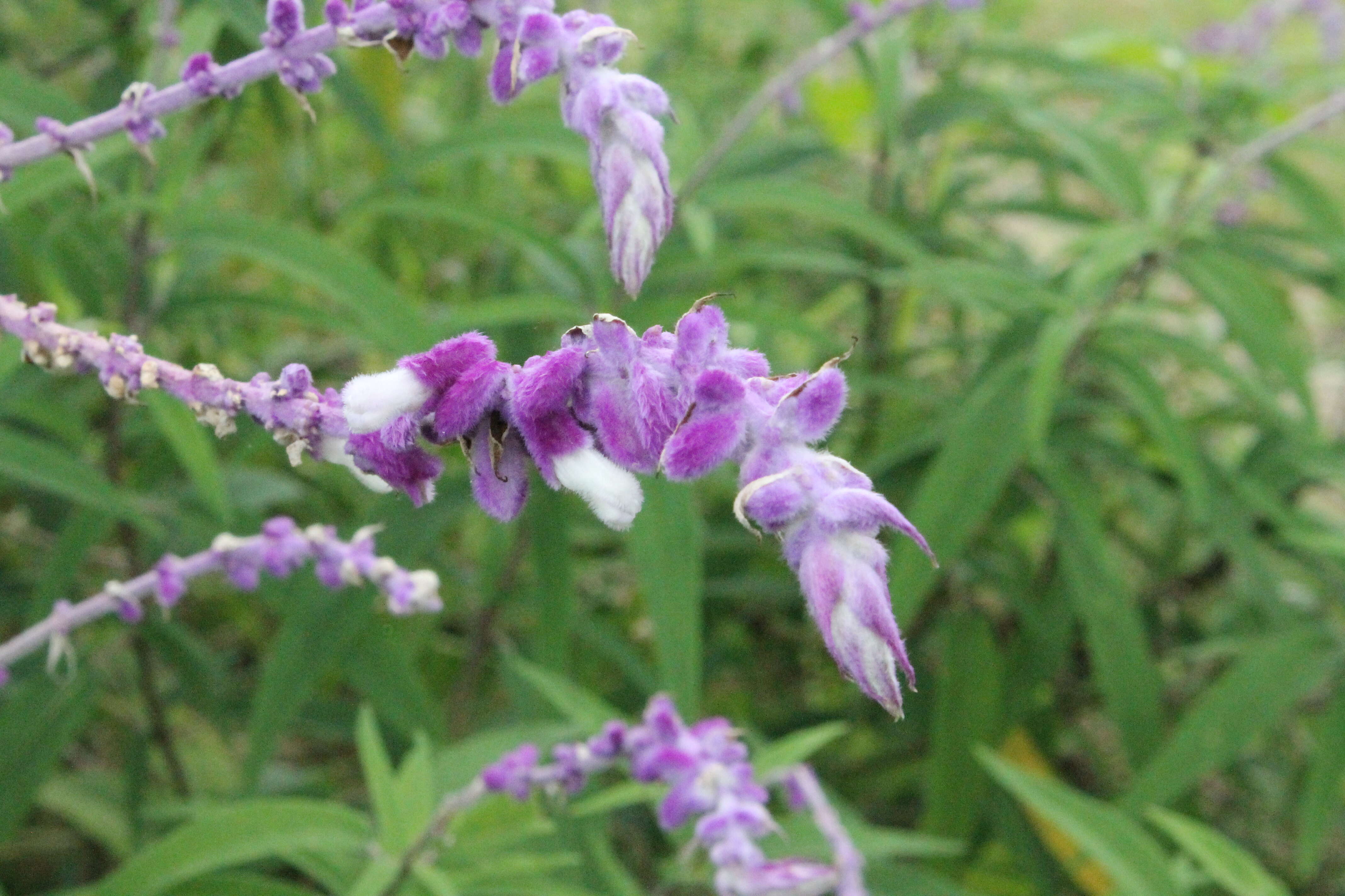 Imagem de Salvia leucantha Cav.