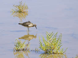 Image of Ruff